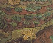 Vincent Van Gogh Olive Trees against a Slope of a Hill (nn04) oil